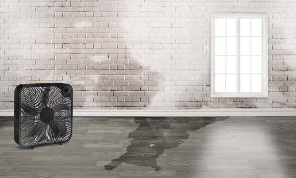 Best Water damage cleanup near me  in Hamtramck, MI