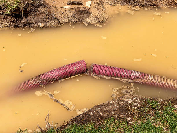 Best Carpet water damage restoration  in Hamtramck, MI