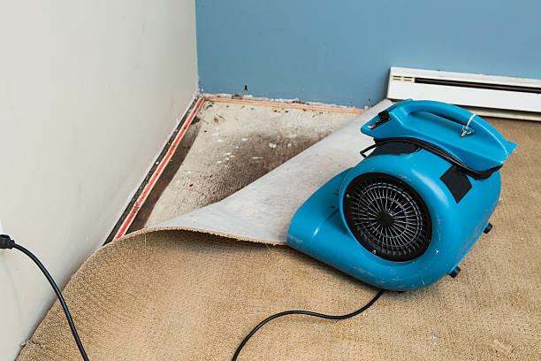 Best Professional water damage repair  in Hamtramck, MI